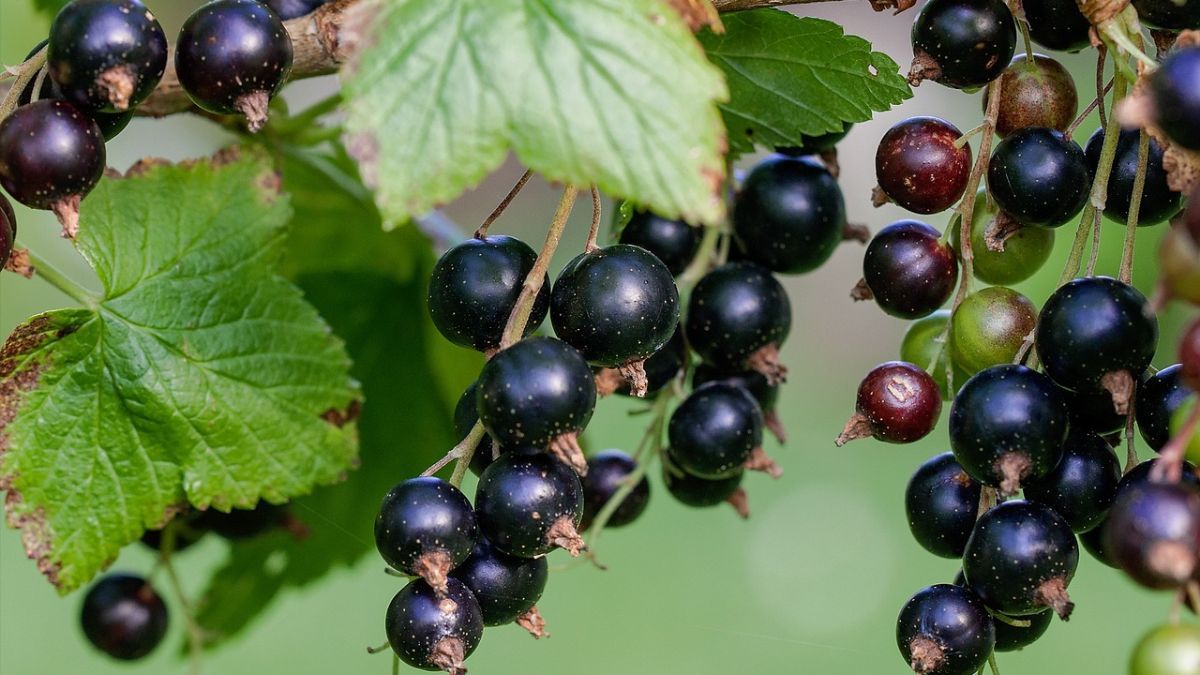 Чим підживити смородину Чим підживити смородину
