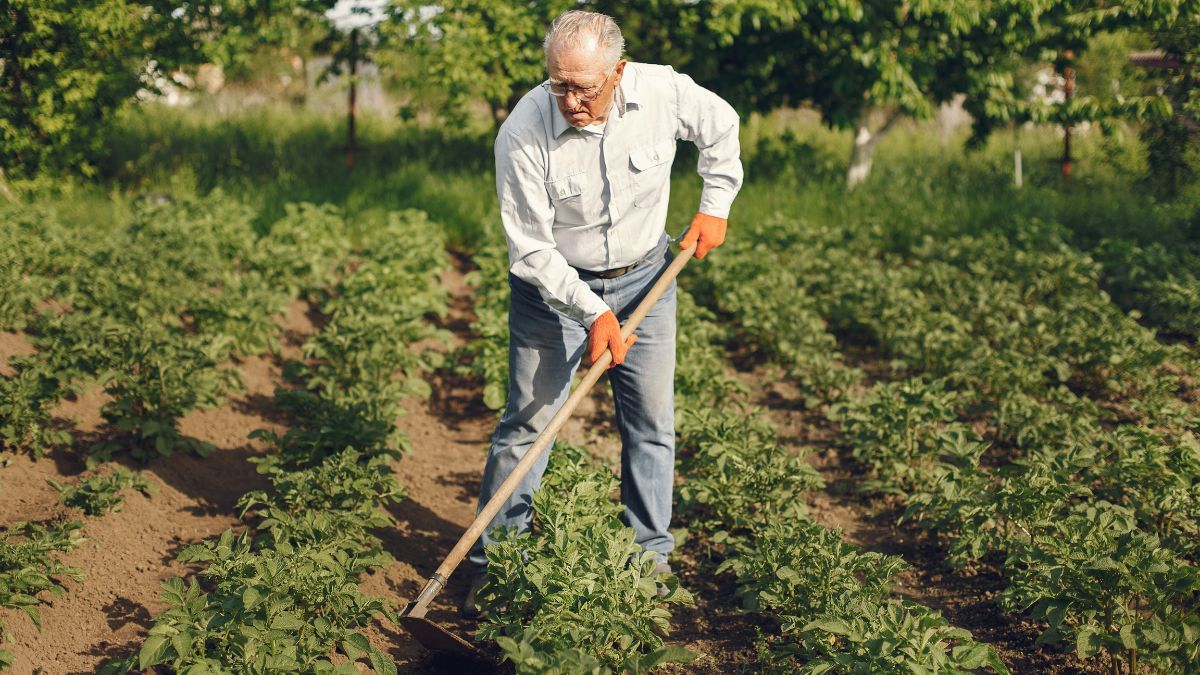 Что обязательно нужно сделать на огороде до конца июня Что обязательно нужно сделать на огороде до конца июня