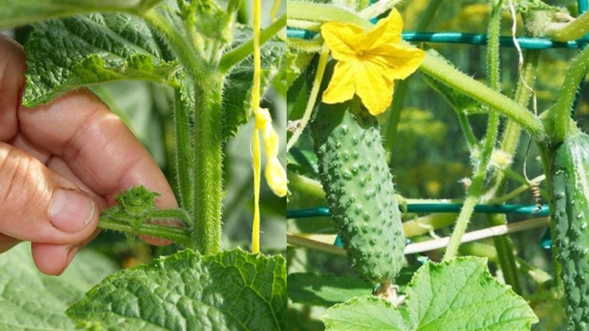 Як правильно пасинкувати огірки Як правильно пасинкувати огірки