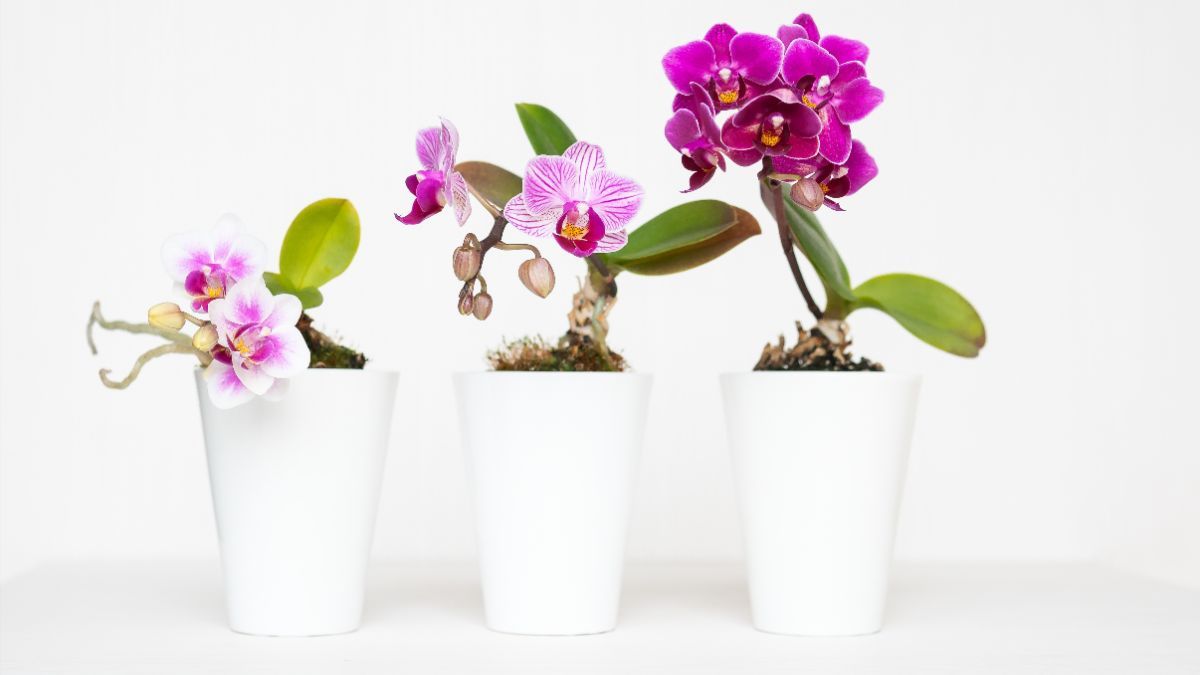 Как ухаживать за орхидеей дома Как ухаживать за орхидеей дома
