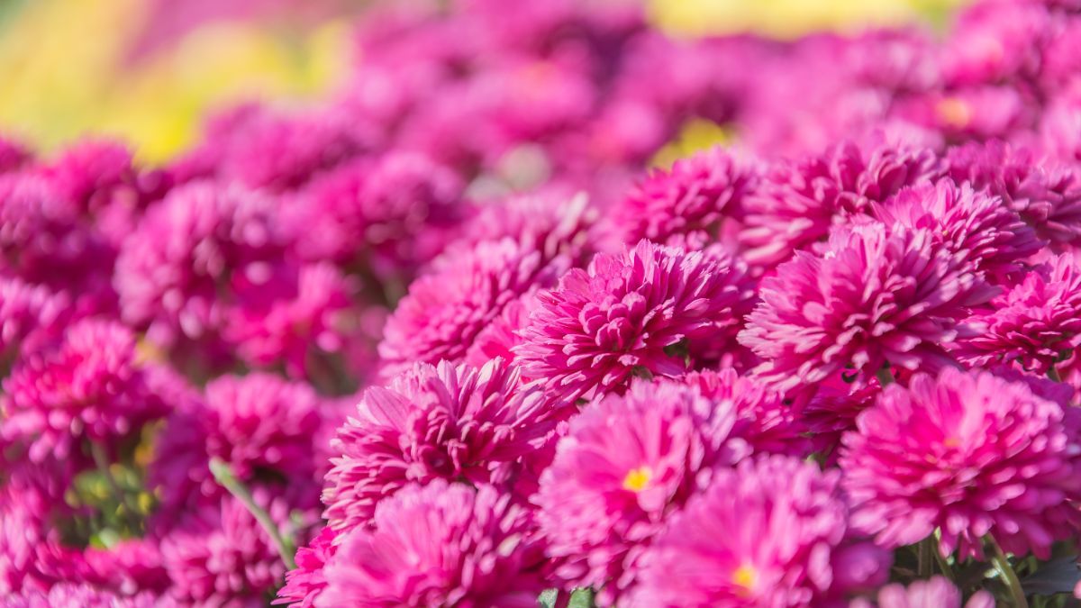 Як посадити хризантеми Як посадити хризантеми