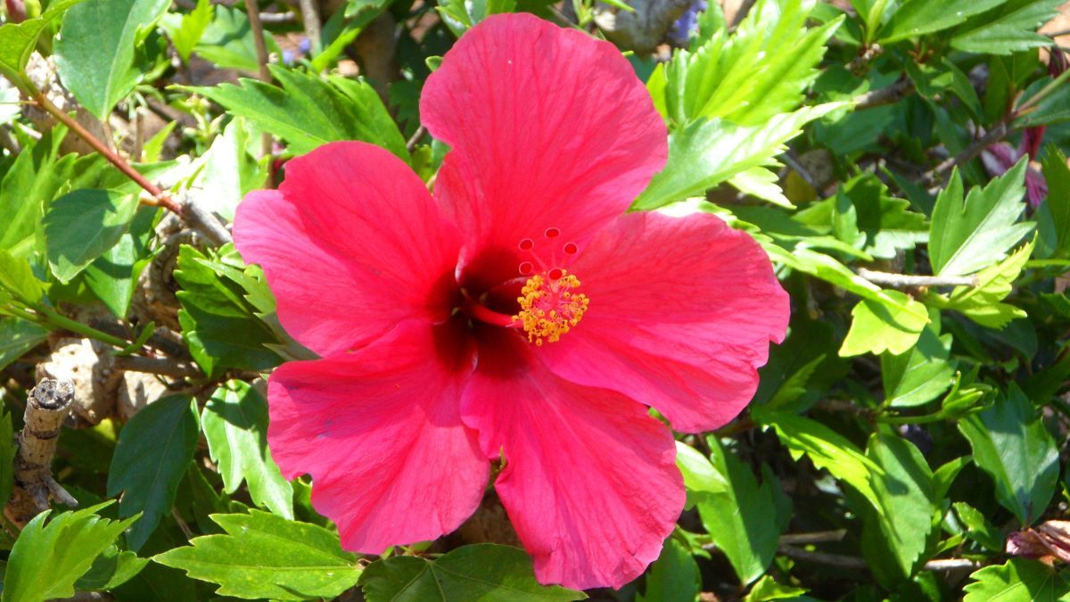 Можно ли сажать гибискус возле дома Можно ли сажать гибискус возле дома