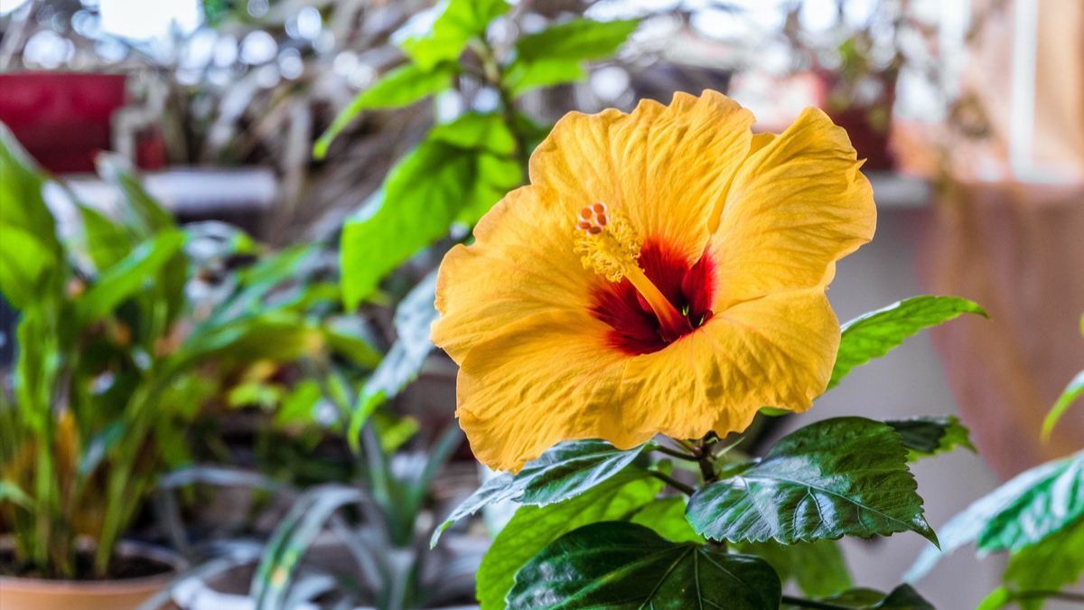 Полив гібіскусу вдома - догляд Полив гібіскусу вдома - догляд