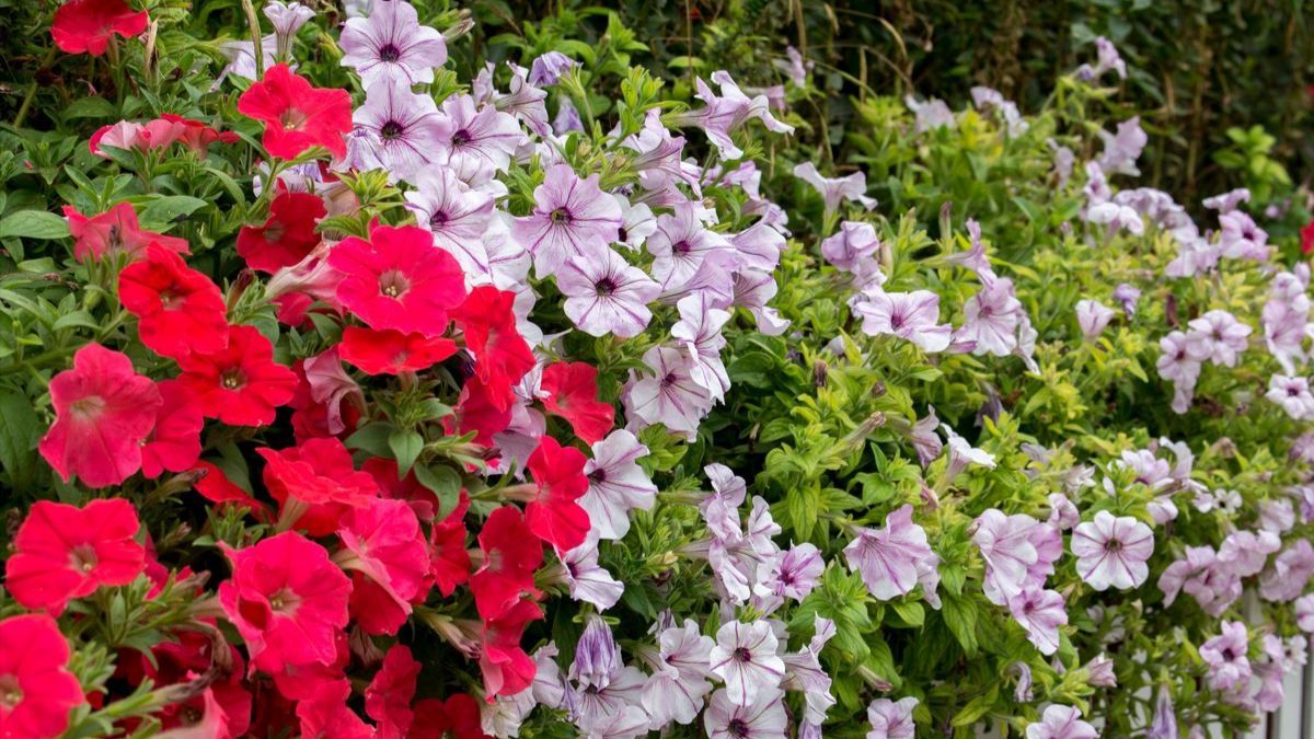 Як посадити та доглядати петунію Як посадити та доглядати петунію