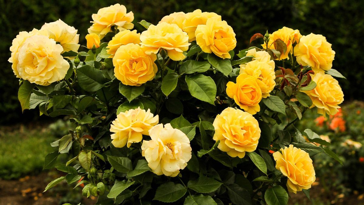 Сорта роз, которые пахнут лучше всего Сорта роз, которые пахнут лучше всего