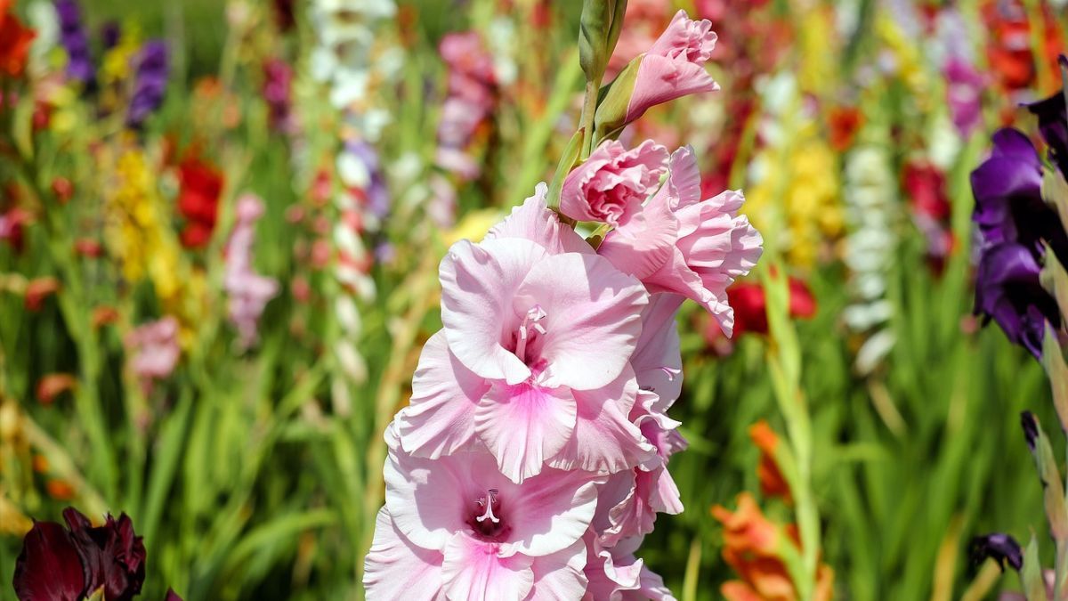 Самые красивые названия цветов на украинском Самые красивые названия цветов на украинском