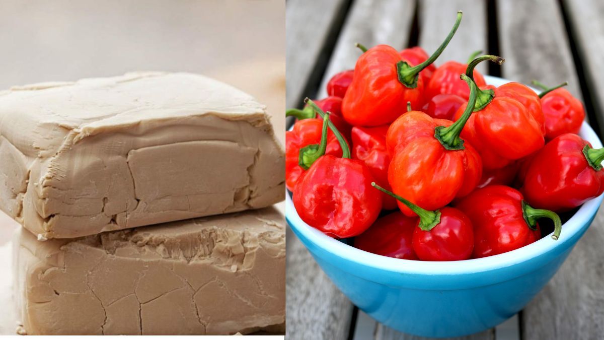 Как подкормить перец дрожжами Как подкормить перец дрожжами