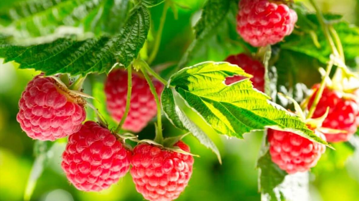 Чем нельзя подкармливать малину Чем нельзя подкармливать малину