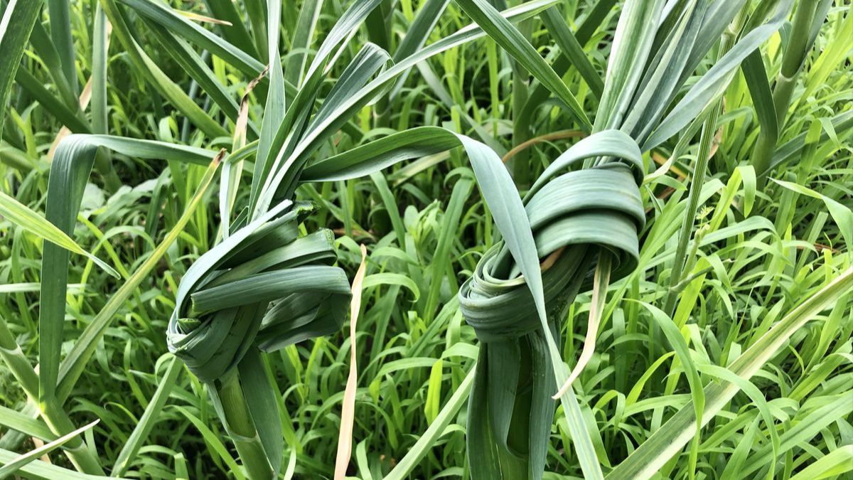 Навіщо зав’язувати листя часнику вузлом Навіщо зав’язувати листя часнику вузлом