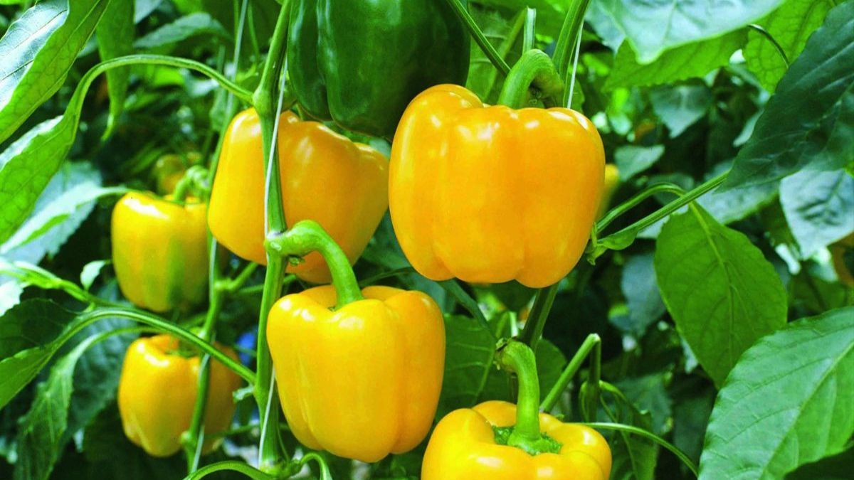 Чим підживлювати перець Чим підживлювати перець