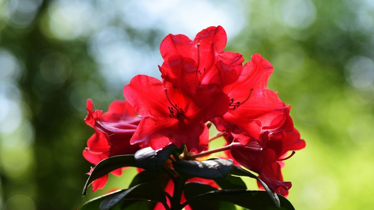 Как ухаживать за азалией Как ухаживать за азалией