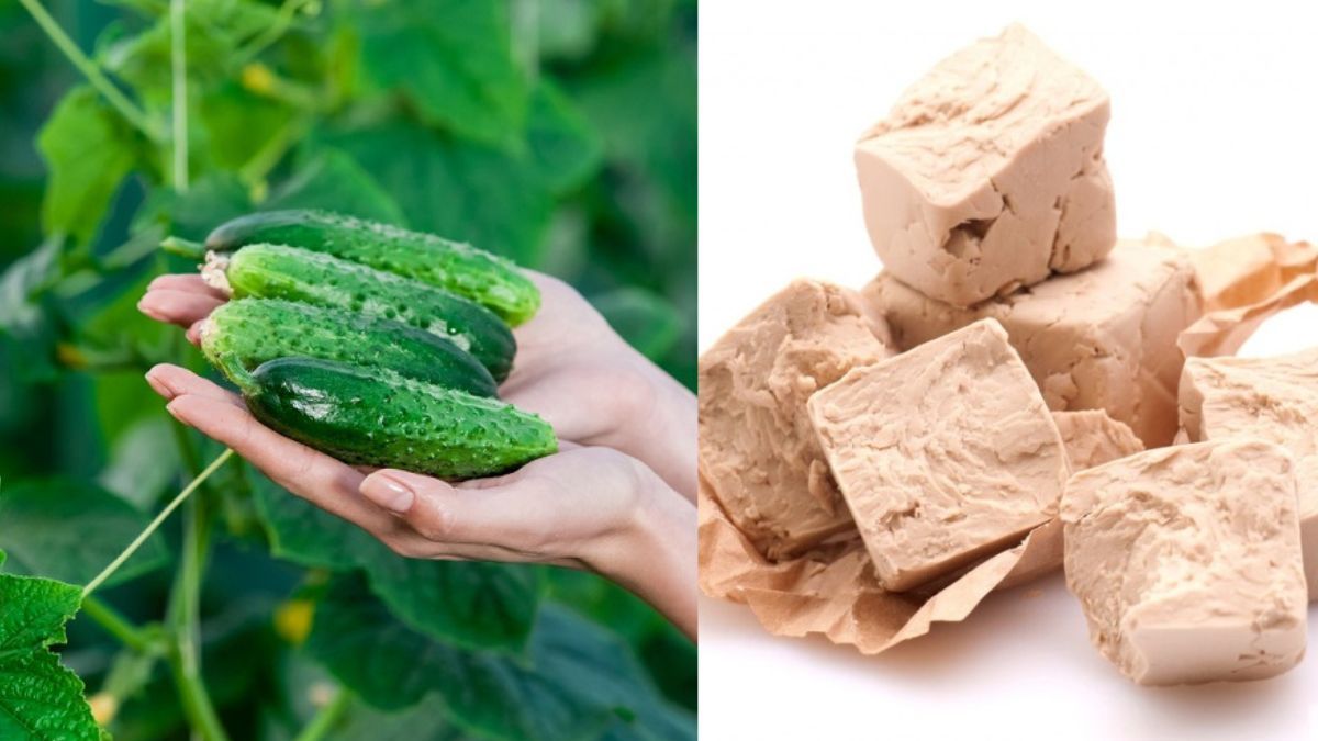 Як підживити огірки дріжджами Як підживити огірки дріжджами