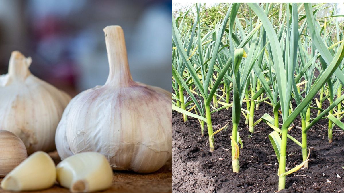 Чим підживити часник у червні Чим підживити часник у червні