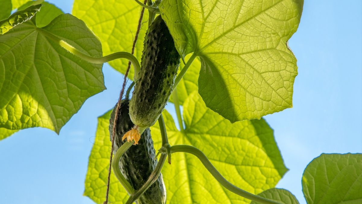 Чем подкормить огурцы во время цветения Чем подкормить огурцы во время цветения