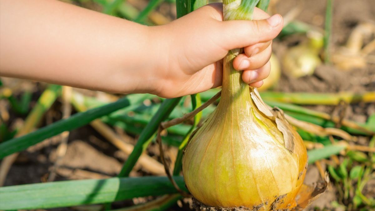 Что делать, чтобы был хороший урожай лука Что делать, чтобы был хороший урожай лука