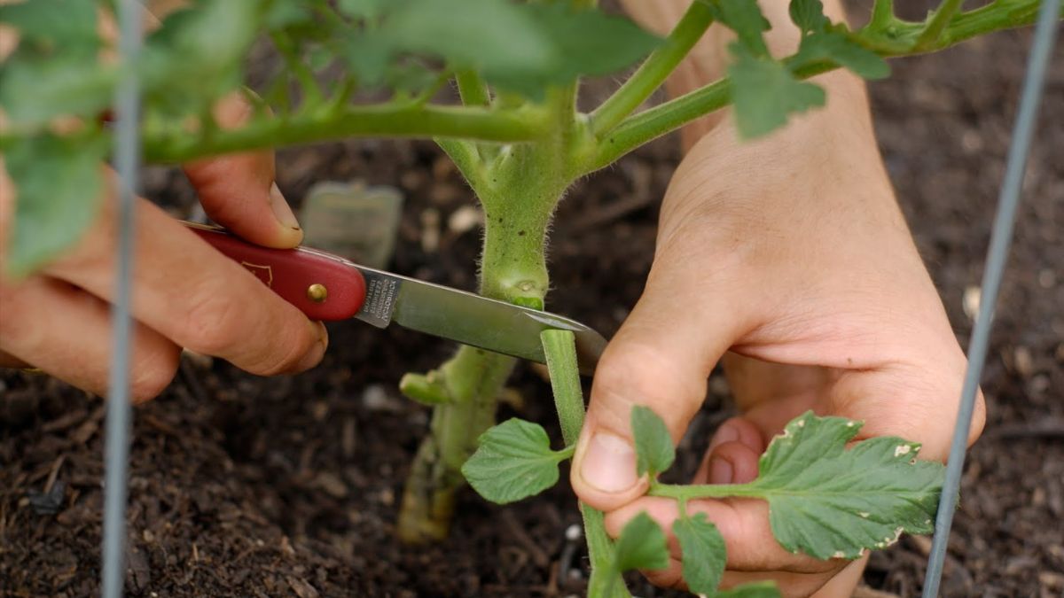 Как правильно обрывать листья на помидорах Как правильно обрывать листья на помидорах