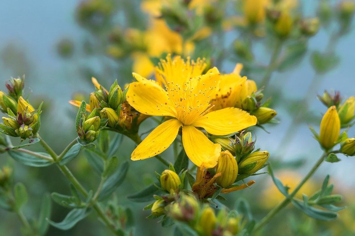 Растения, улучшающие психологическое состояние Растения, улучшающие психологическое состояние