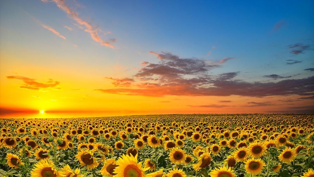 Выходные и праздники в июле Выходные и праздники в июле