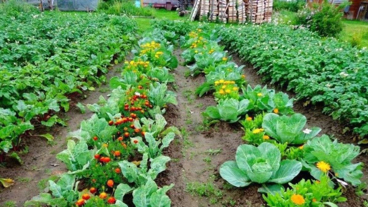 Посівний календар на липень Посівний календар на липень