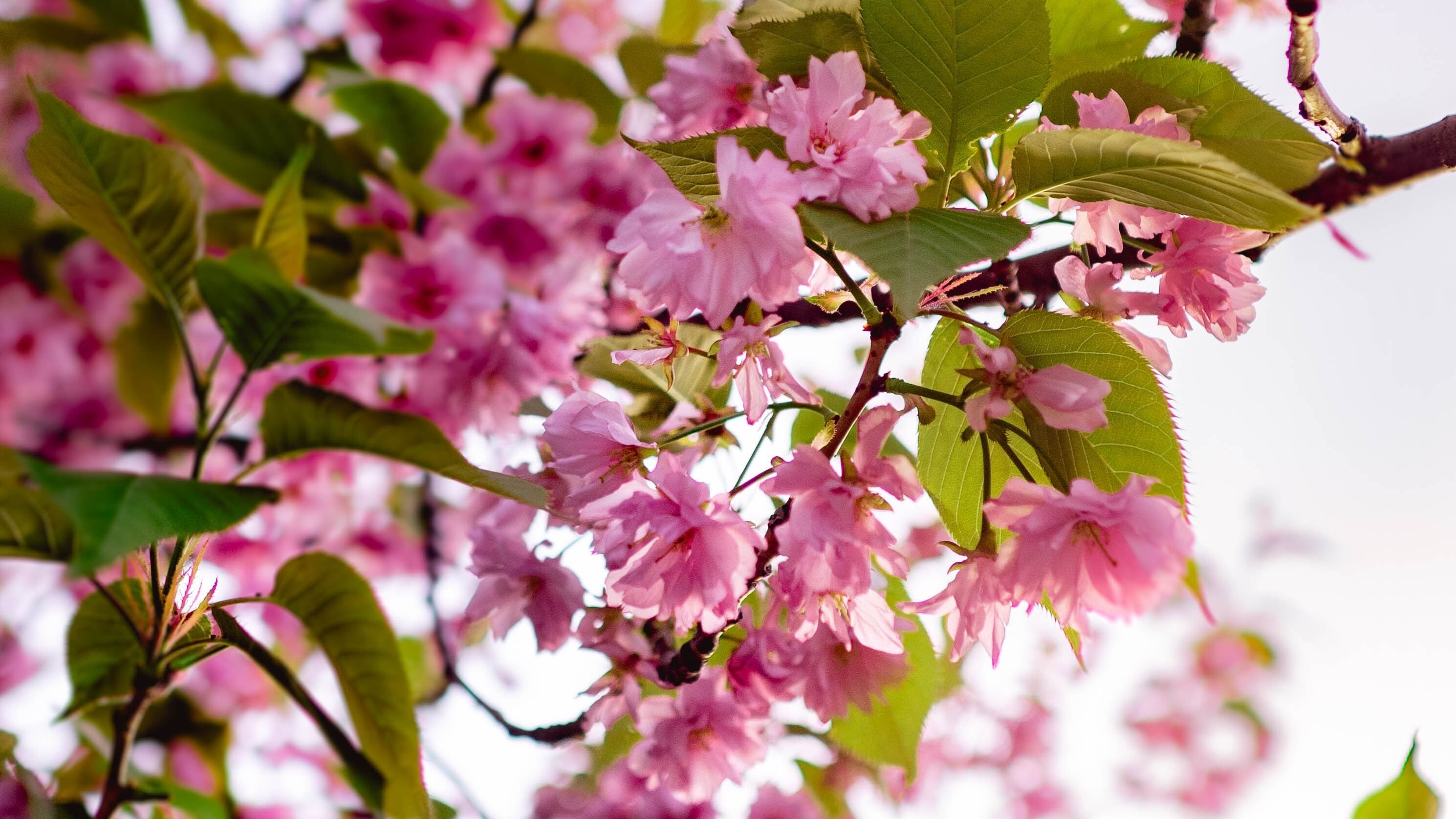 Яке свято 29 червня Яке свято 29 червня