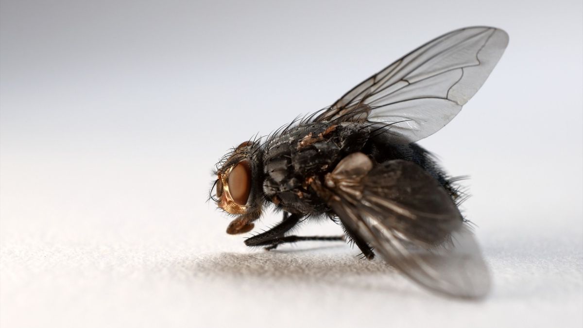 Як боротися з мухами вдома