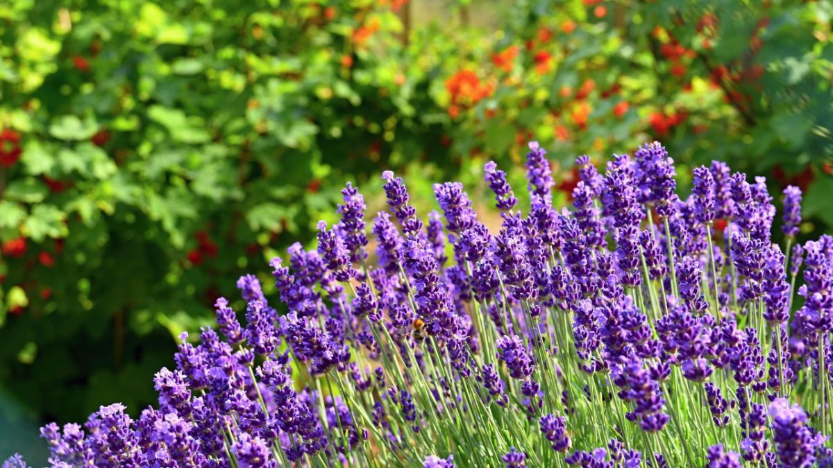 Як правильно зрізати і сушити лаванду Як правильно зрізати і сушити лаванду