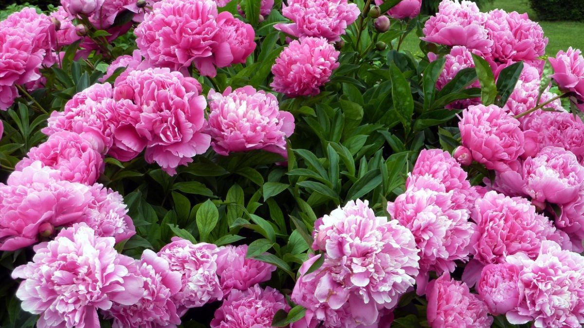 Чем подпитить пионы для пышного цветения Чем подпитить пионы для пышного цветения