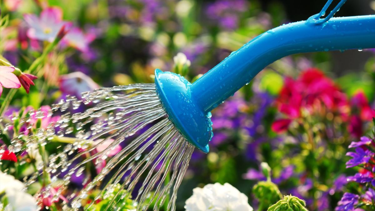 Коли проводити садові роботи в липні Коли проводити садові роботи в липні