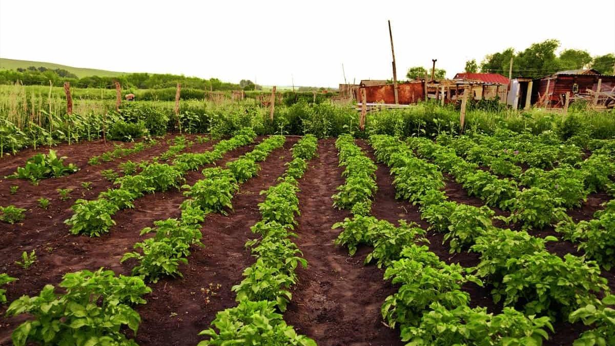 Коли проводити городні роботи Коли проводити городні роботи