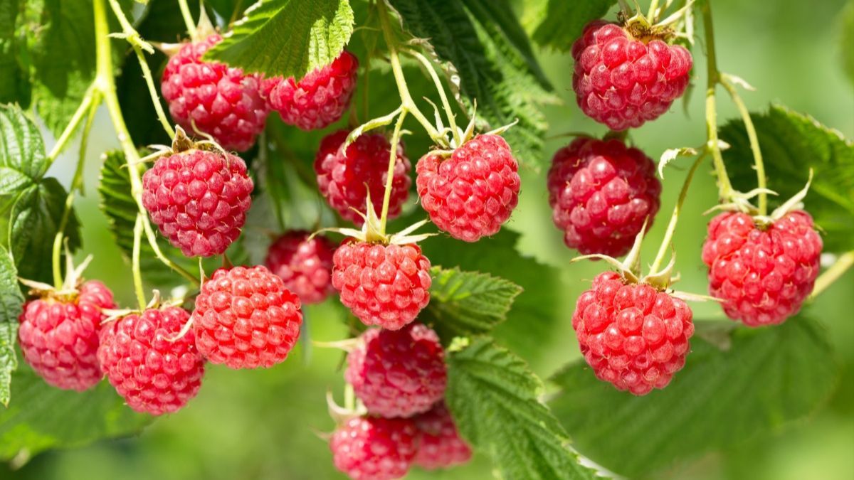 Що треба посадити біля малини Що треба посадити біля малини