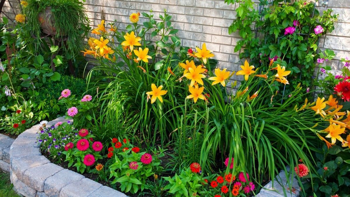 Что делать в цветнике в июле Что делать в цветнике в июле