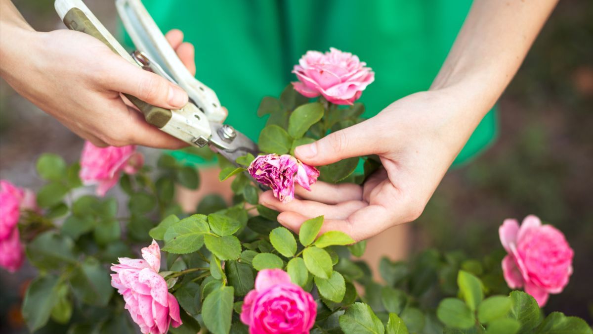 Як правильно обрізати кущові троянди