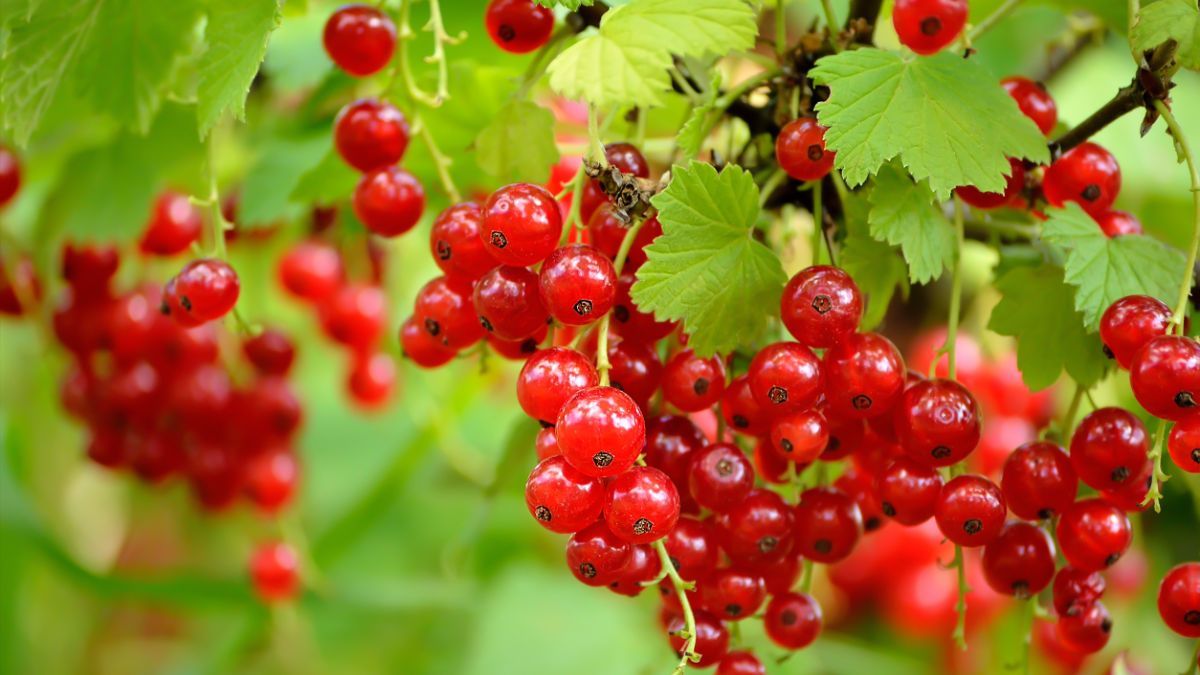 Чим підживити ягідні кущі влітку Чим підживити ягідні кущі влітку