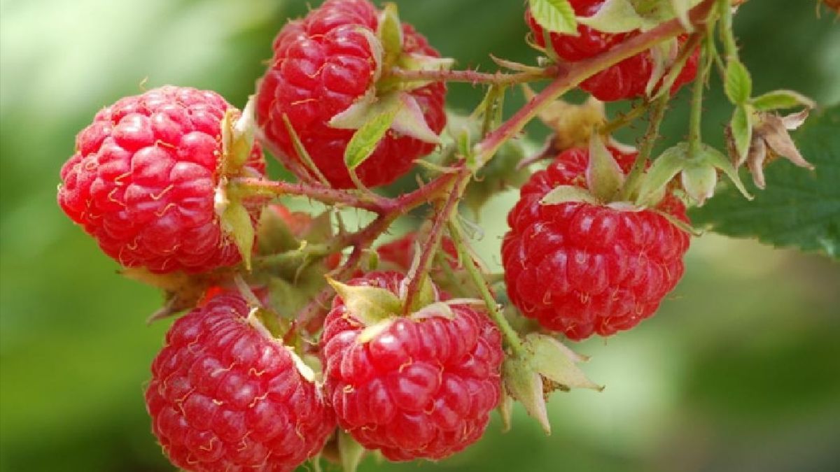 Чем обработать малину без химии Чем обработать малину без химии