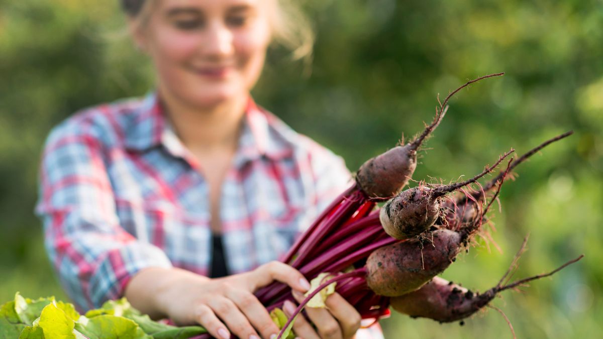 Чим підживити буряки для гарного урожаю Чим підживити буряки для гарного урожаю
