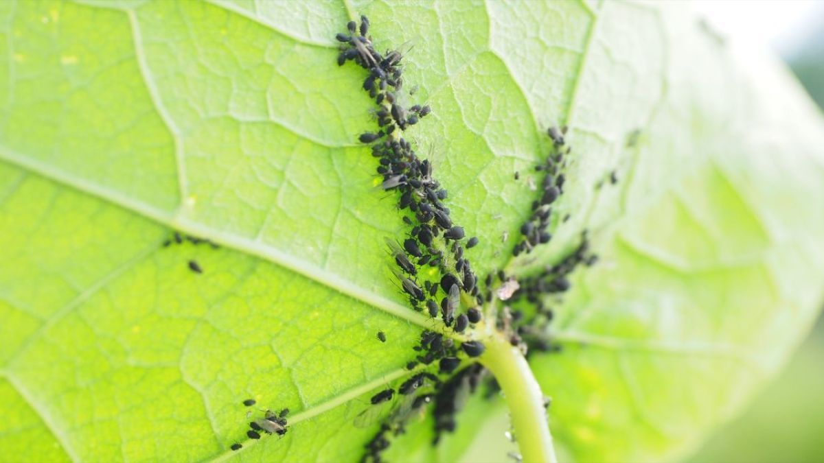 Как бороться с тлей на растениях Как бороться с тлей на растениях