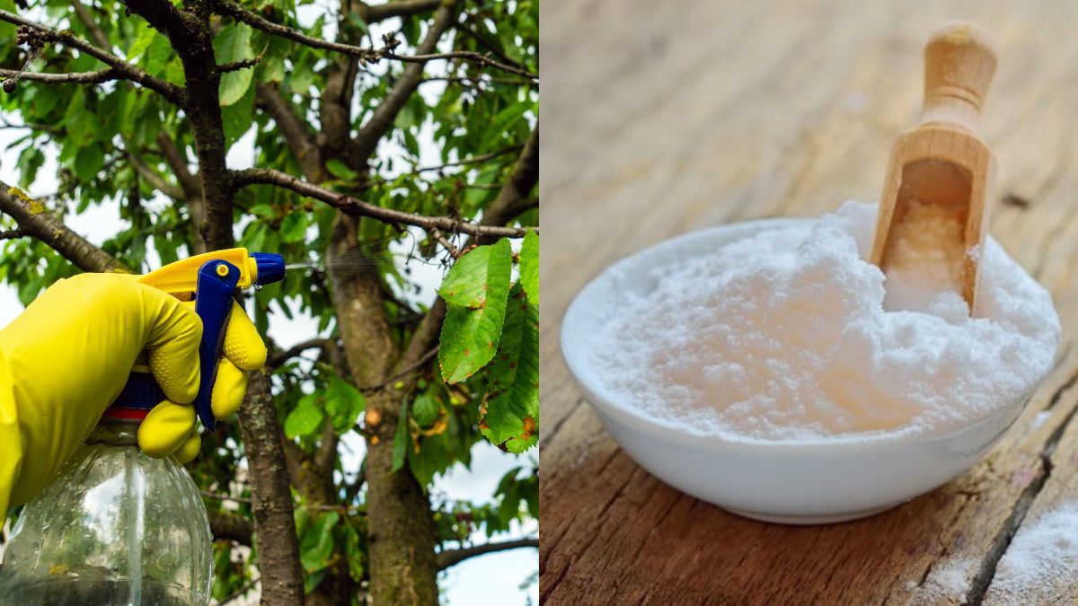 Як можна використовувати соду на городі Як можна використовувати соду на городі