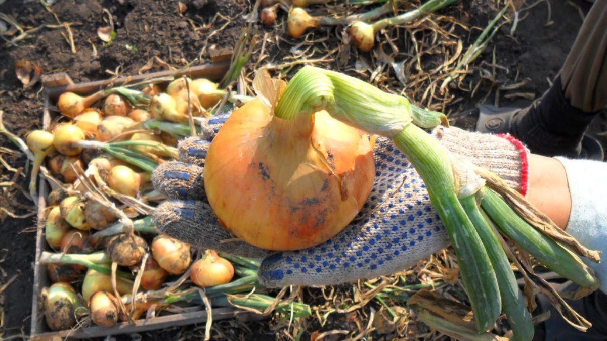 Когда собирать лук Когда собирать лук