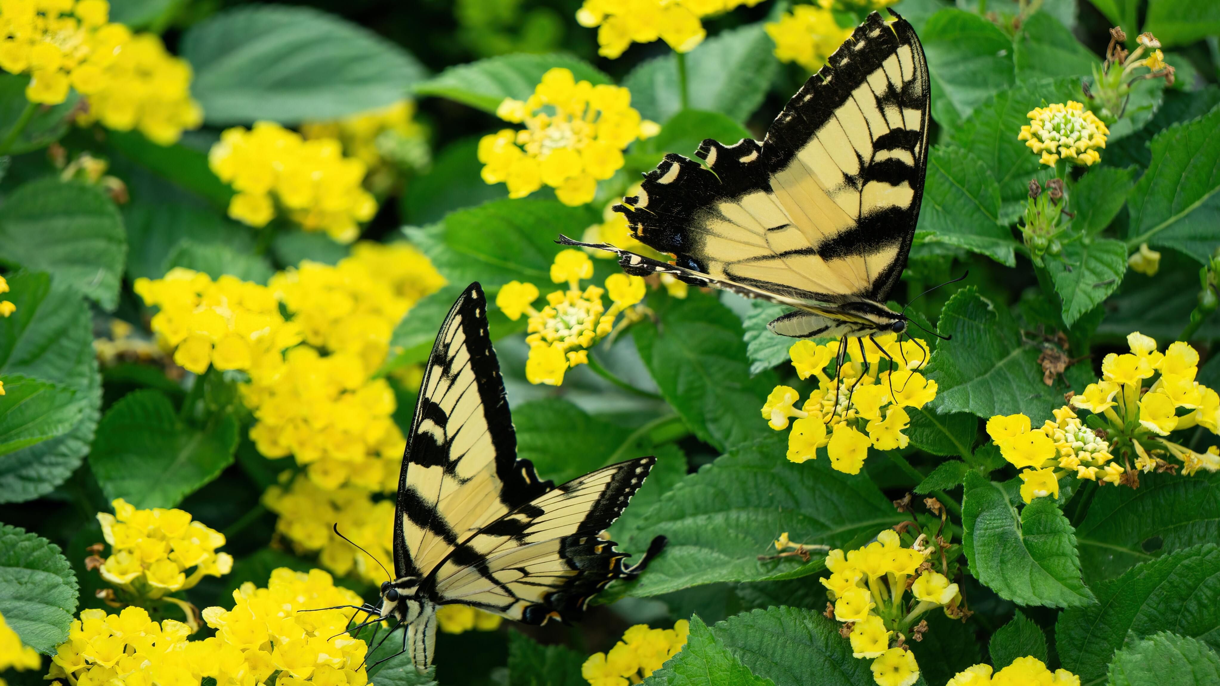 Яке свято 5 липня Яке свято 5 липня