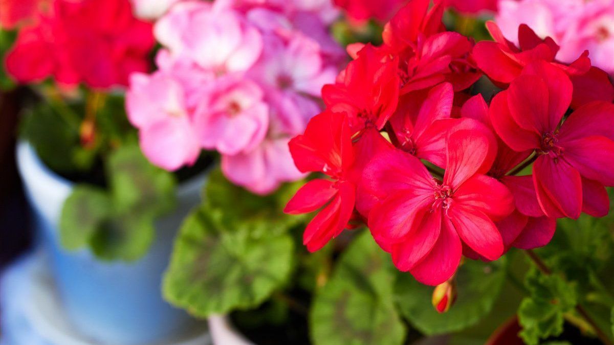 Найкрасивіші кімнатні квіти Найкрасивіші кімнатні квіти