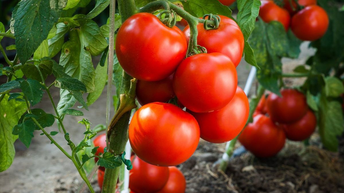 Що робити з помідорами в липні