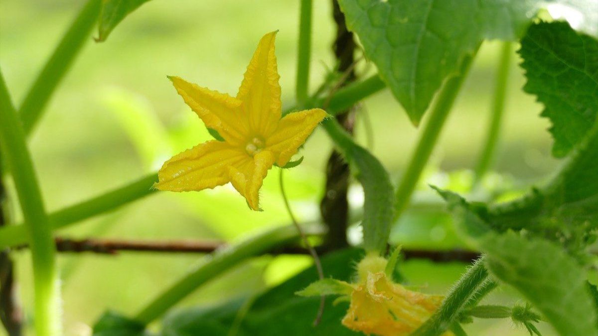 Чому на огірках з’являється пустоцвіт і як з ним боротися Чому на огірках з’являється пустоцвіт і як з ним боротися