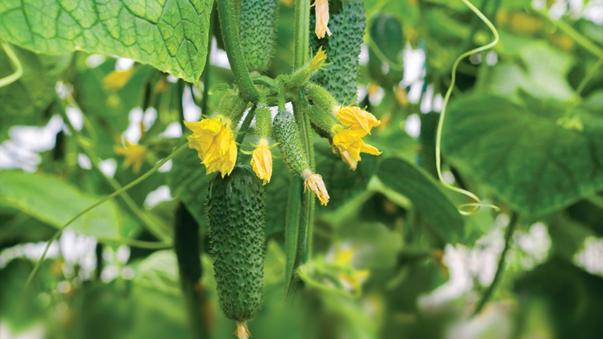 Что нельзя сажать после огурцов Что нельзя сажать после огурцов