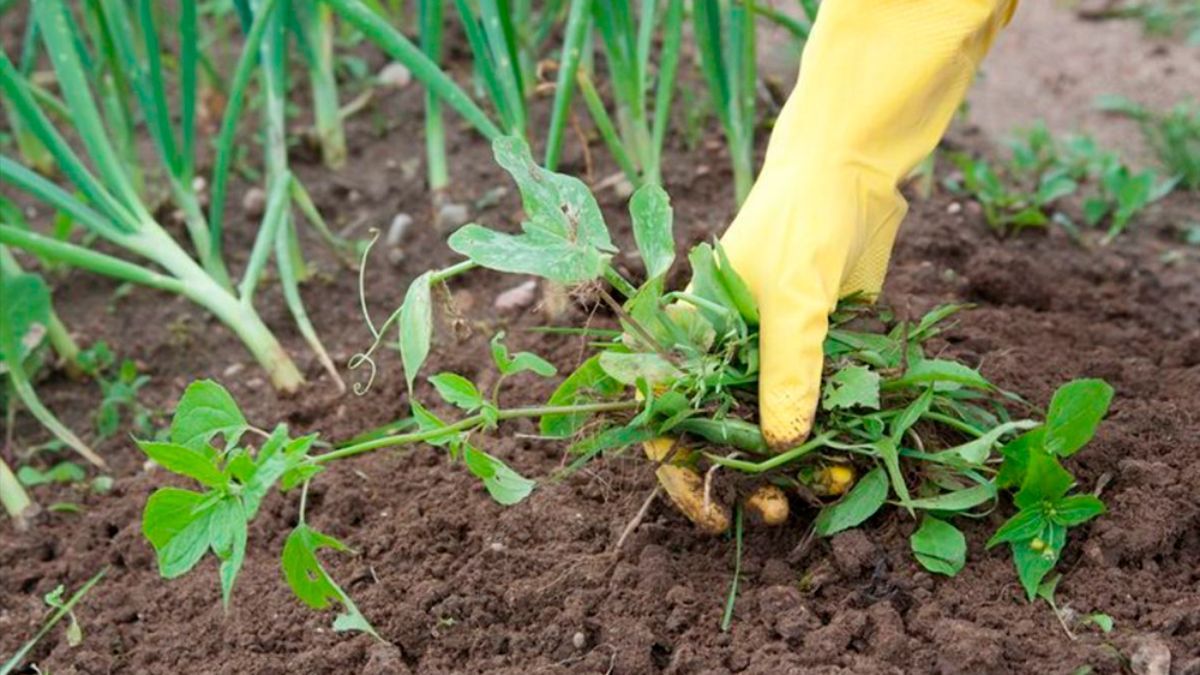 Как избавиться от сорняков на огороде Как избавиться от сорняков на огороде