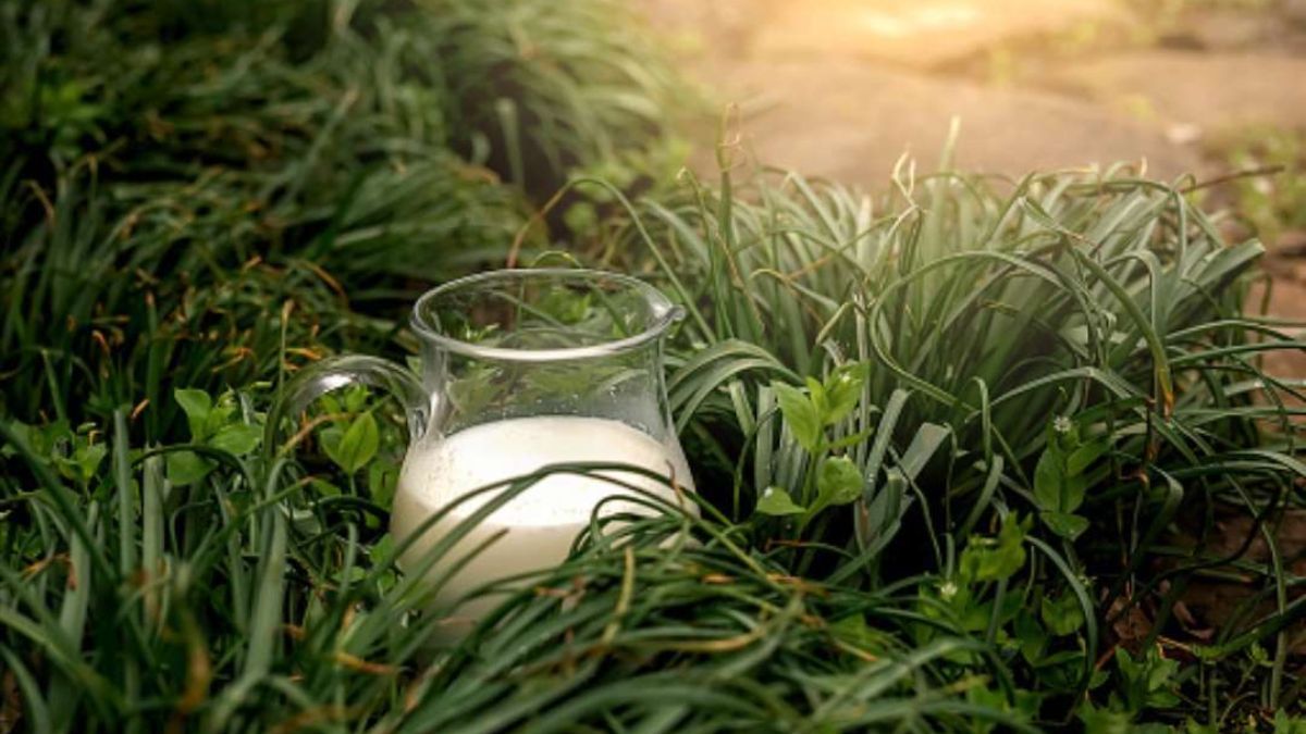 Какие растения можно поливать молоком