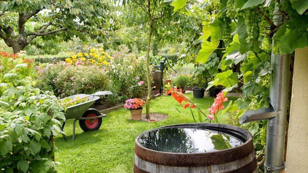 Как спасти воду в баке от цветения Как спасти воду в баке от цветения