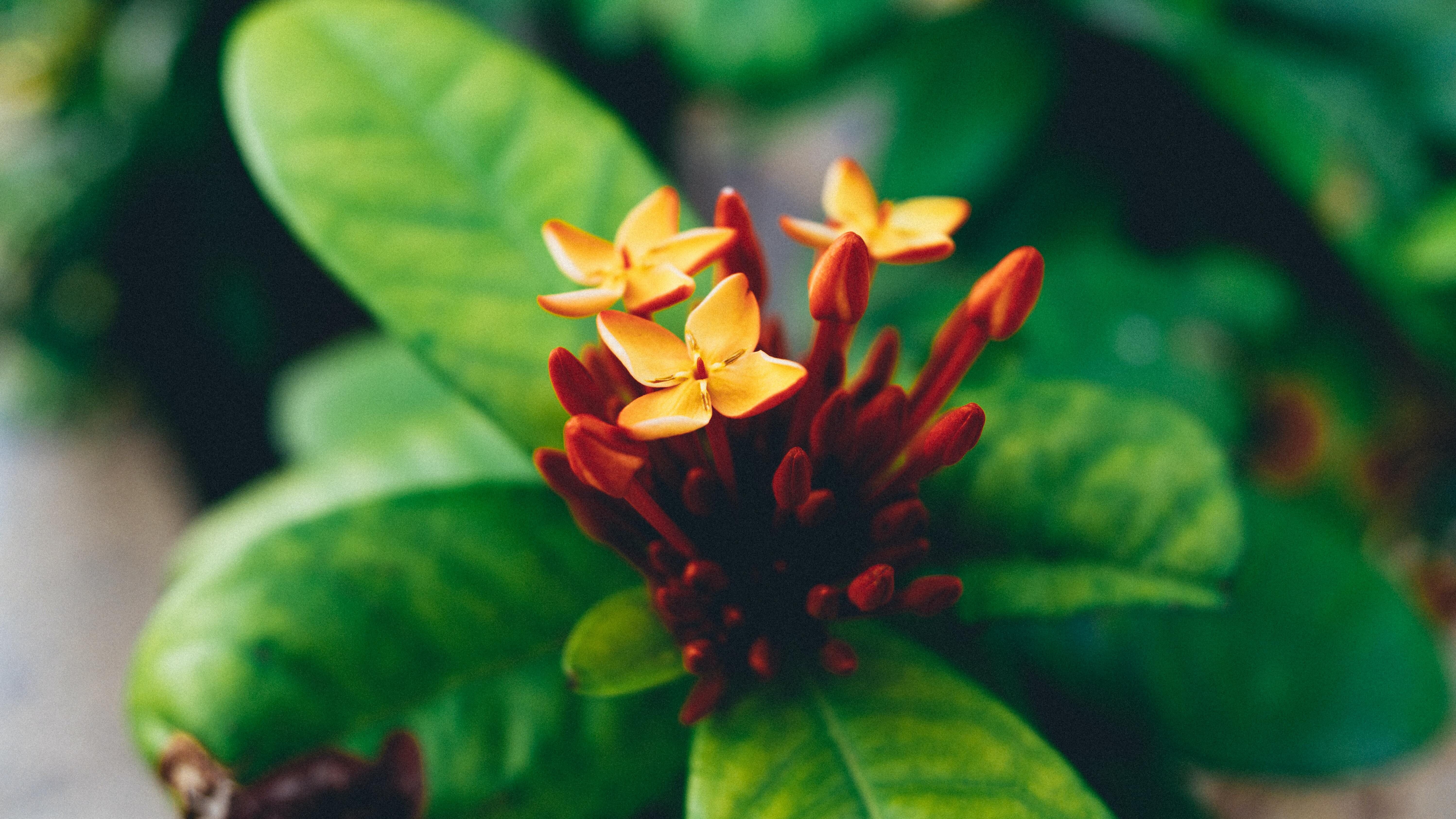 Яке свято 8 липня Яке свято 8 липня