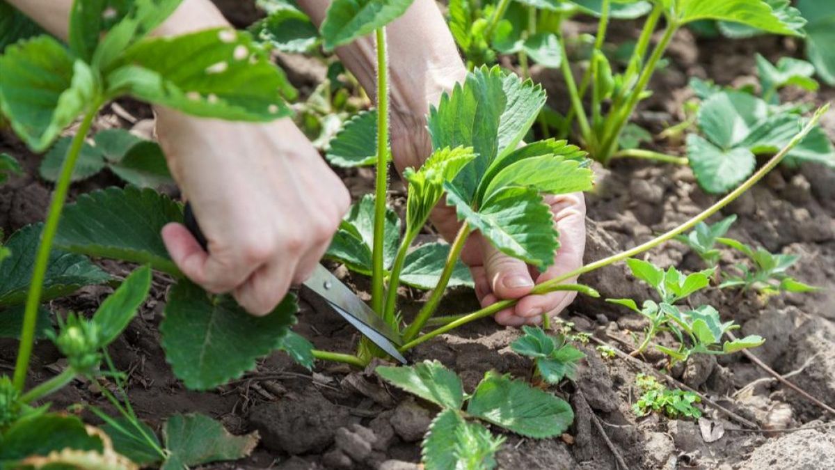 Зачем и как обрезать клубнику после сбора урожая Зачем и как обрезать клубнику после сбора урожая