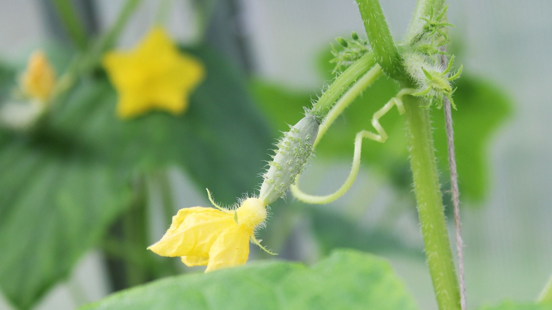 Яке свято 10 липня Яке свято 10 липня