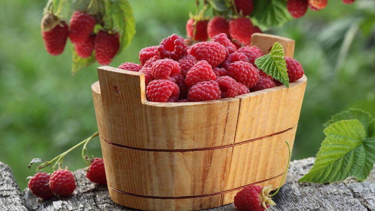 Чем подкормить малину, чтобы было много ягод Чем подкормить малину, чтобы было много ягод